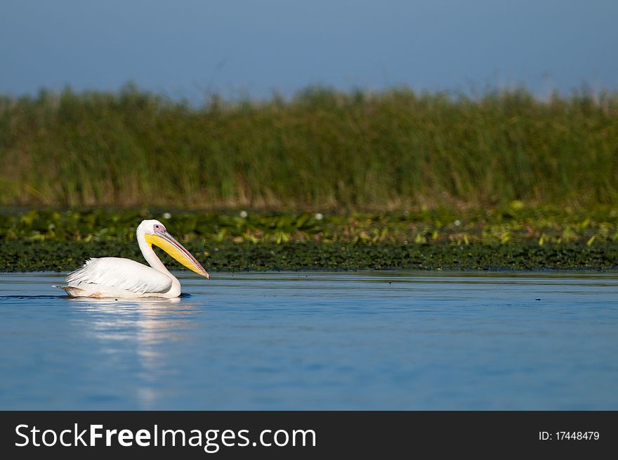 White Pelican Swimming on water