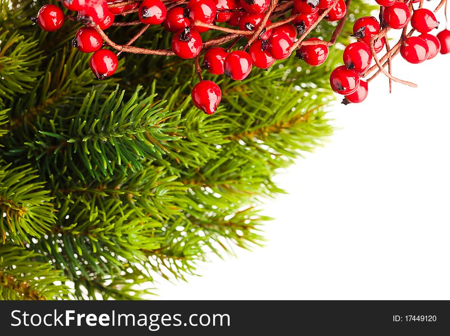 Branch of Christmas tree and european holly