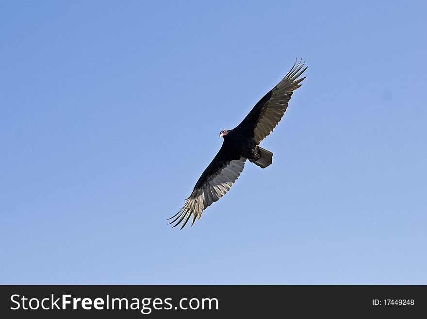 Flying turkey vulture with spread wings in the blue sky. Flying turkey vulture with spread wings in the blue sky