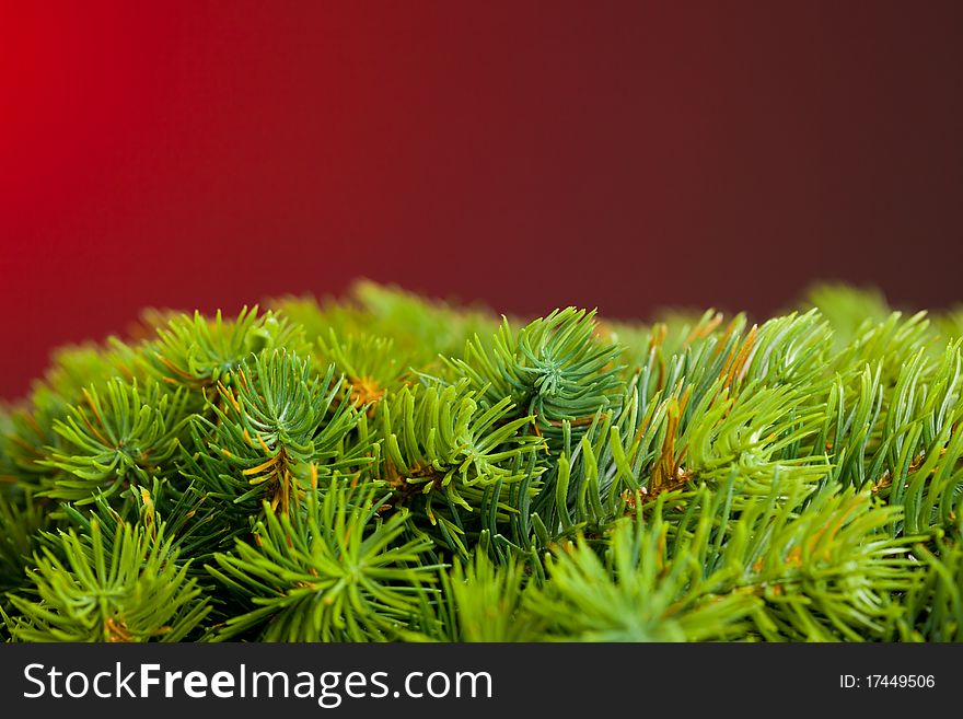 Branch of Christmas tree on red