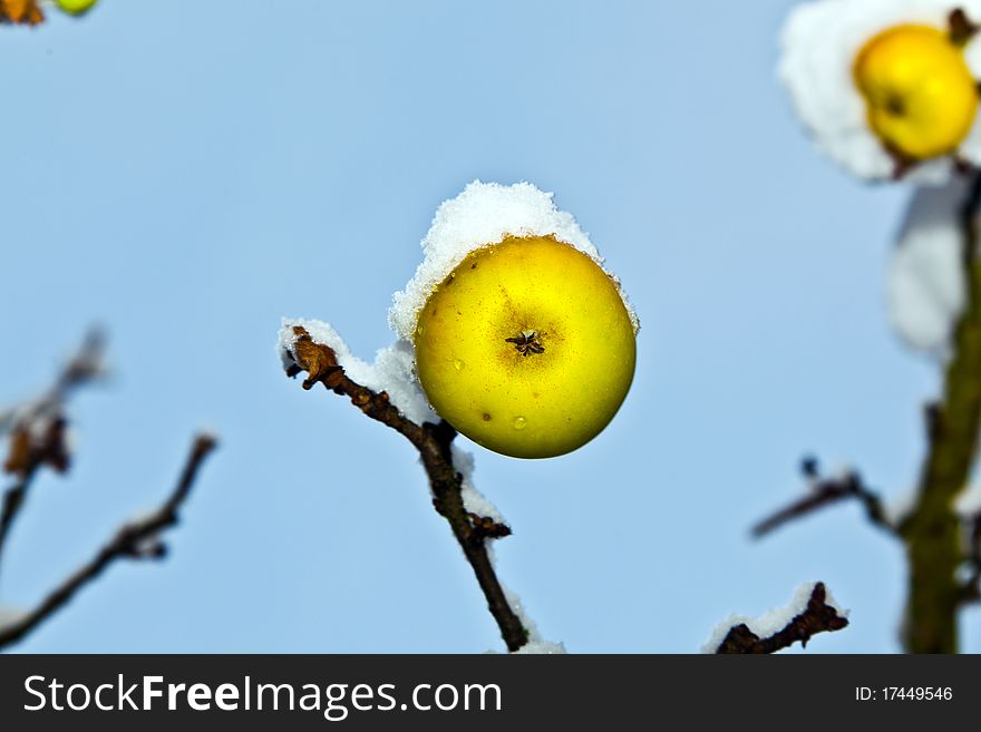 Ripe apples are hanging on a branch covered with first snow