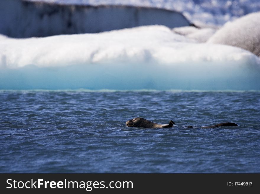 Seal Swims In Jokusarlon Glacial Lagoon, Iceland