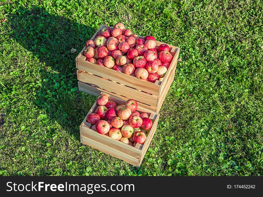 Ripe Apples In A Wooden Box
