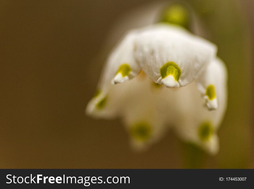 Early Spring Snowflake Flower In The Hainich National Park In Thuringia