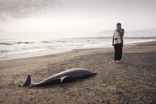Dead Dolphin 05 Royalty Free Stock Photo Dead Dolphin 05 Royalty Free Stock Photo