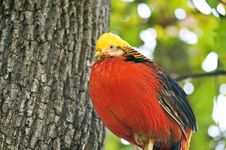 Pheasant Stock Photo Pheasant Stock Photo