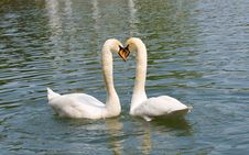 Two White Swans In Love Stock Images