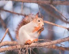 Squirrel On A Tree Royalty Free Stock Images