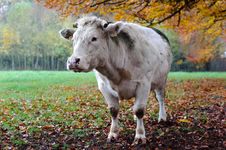 Cow With Autumn Landscape. Royalty Free Stock Photos