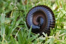 Millipede Stock Images