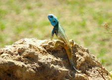 Blue Headed Tree Agama Acanthocercus Atricollis Royalty Free Stock Photo Blue Headed Tree Agama Acanthocercus Atricollis Royalty Free Stock Photo