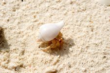 Crab In The Sea Shell Stock Photography
