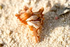 Crab In The Sea Shell Royalty Free Stock Images