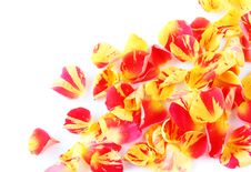Rose Petals On White Royalty Free Stock Photography