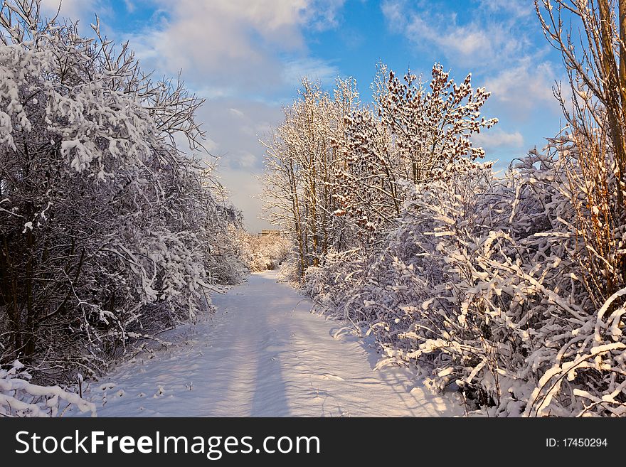 Trees in winter in snow with snow covered street