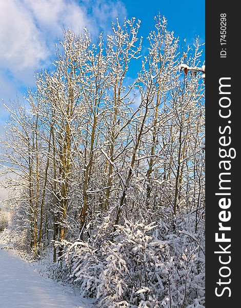 Trees In Winter In Snow