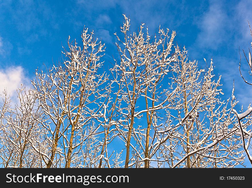 Trees in winter in snow with blue sky