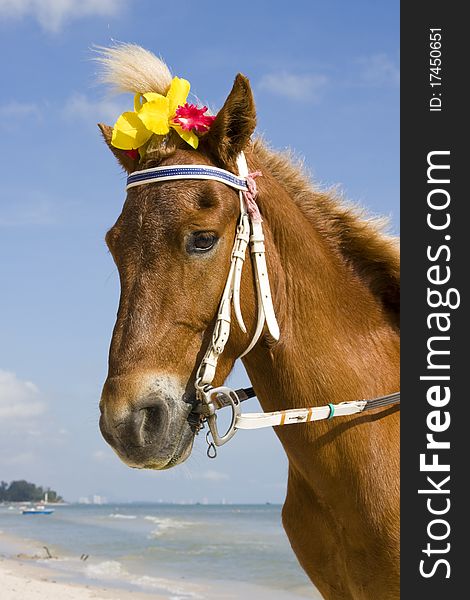 Close up portrait of a horse