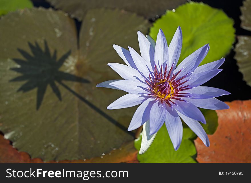 Blue lotus with the shadows