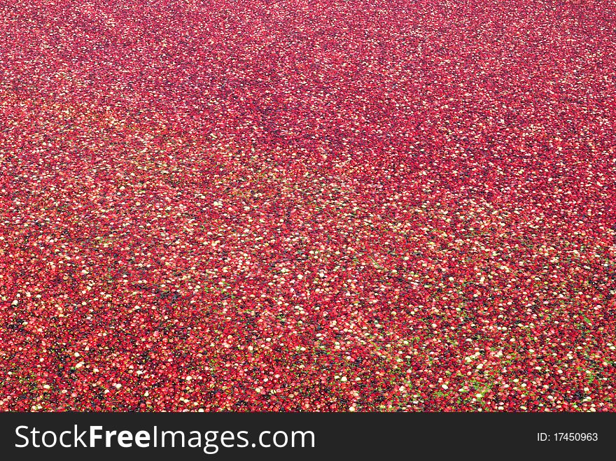 Cranberries floating in the water