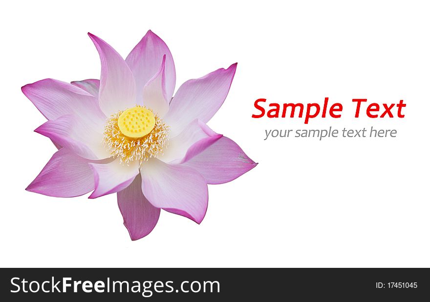 Pink water lily on white