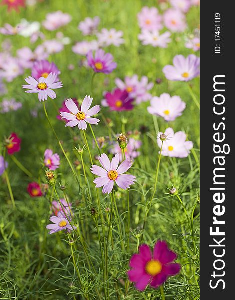 View of Cosmos Flowers on Plants