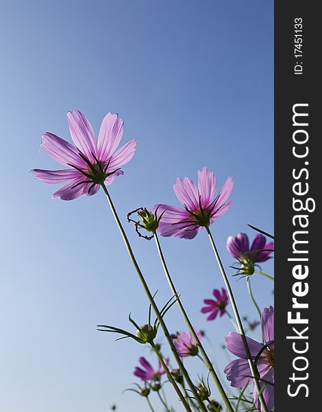 Pink cosmos flowers with blue sky