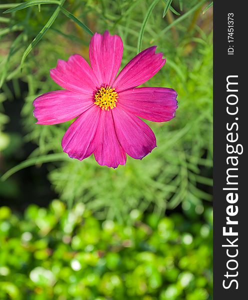 Close up of Cosmos Flowers