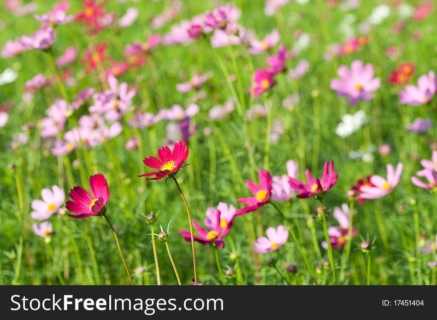 View of Cosmos Flowers in plant