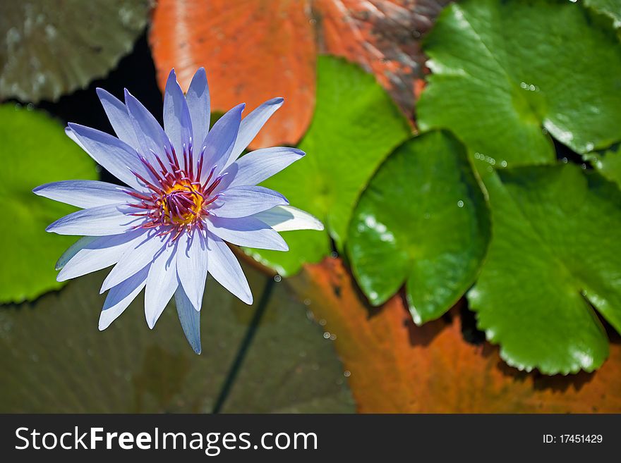 Details of Blue Water lily. Details of Blue Water lily