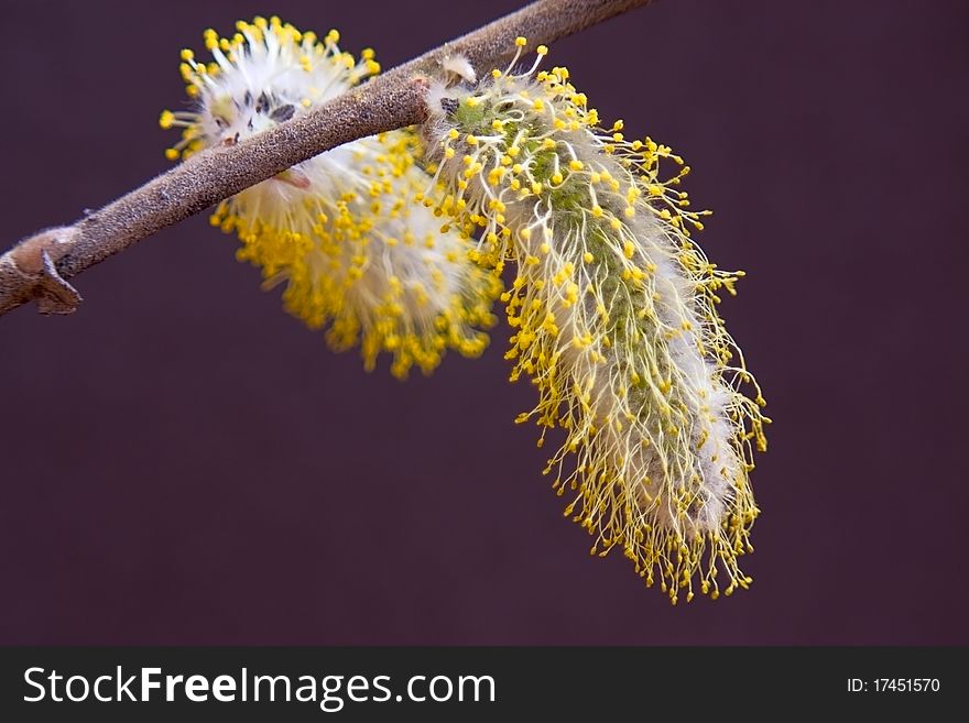 Catkin willow on branch close-up on dark background.An image with shallow depth of field.