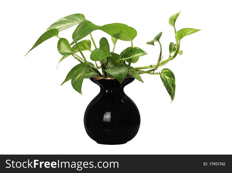 A creeper plant in a small black porcelain pot