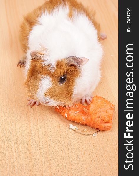 Little guinea pig eating a carrot