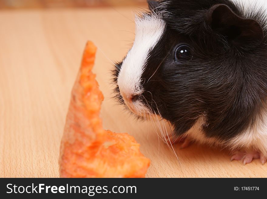 Little guinea pig eating a carrot