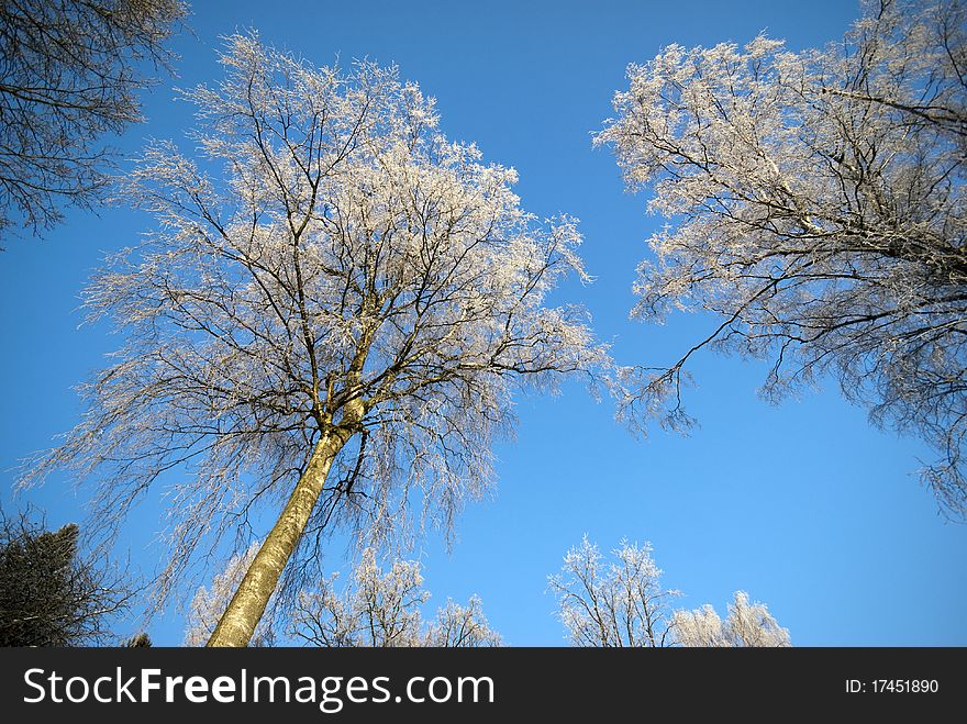 Danish winter landscape with frosted birch trees and blue sky. Danish winter landscape with frosted birch trees and blue sky.