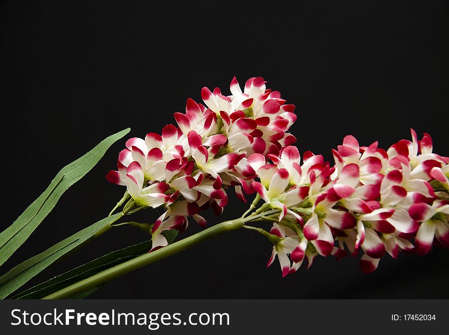 Branch with blossoms in a red way white onto black background