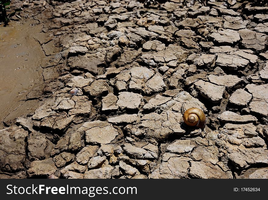 Closeup of a piece of drought land and shell