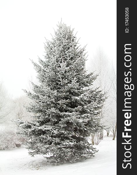 Winter Fir Tree