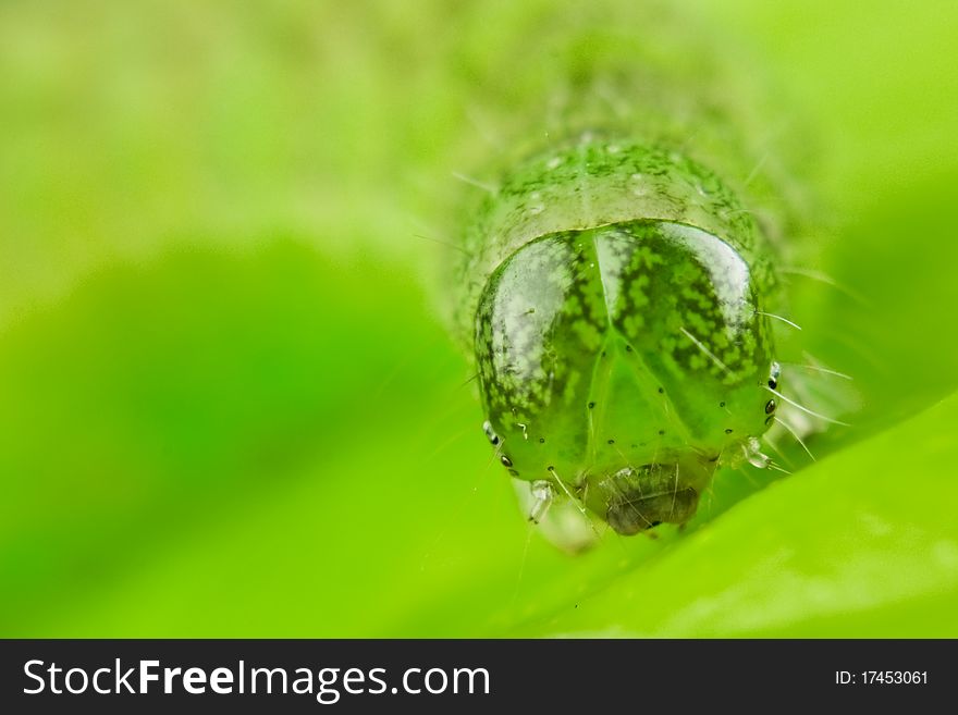 Green caterpillar portrait close up