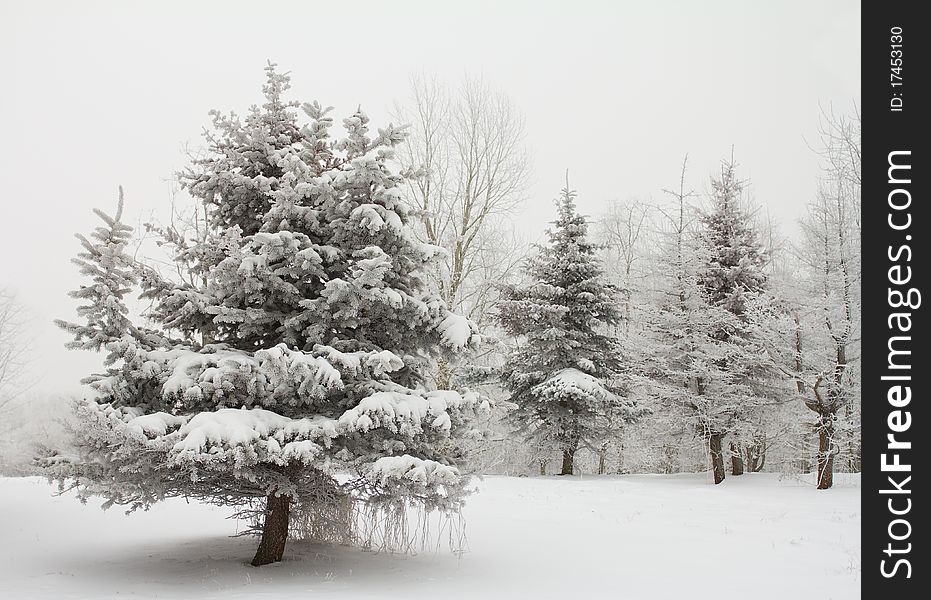 Winter fir trees covered with snow