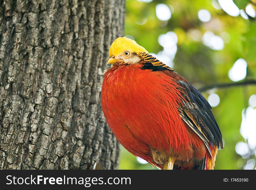 Pheasant on tree close up