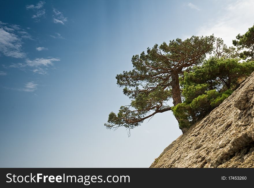 Pine on rock on blue sky background