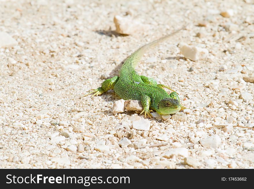 A green lizard on the gravel of a country road