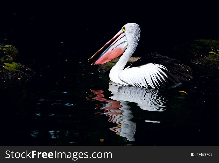 The white pelikan on black water