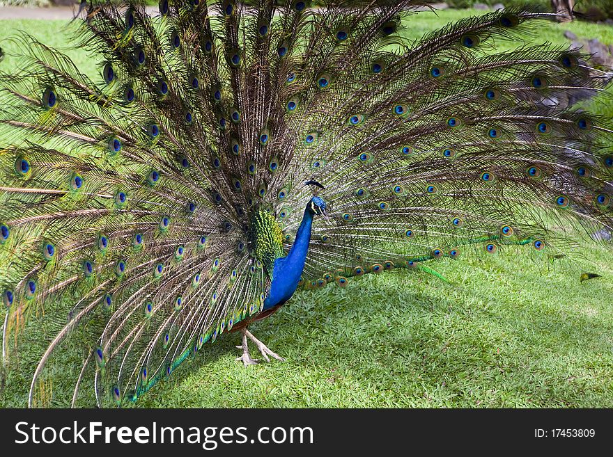 Peacock Trying To Impress Female