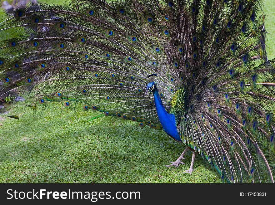 Mail peacock trying to impress female