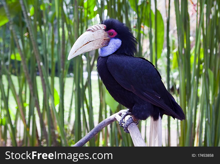 Hornbill In Captivity At Bali Bird