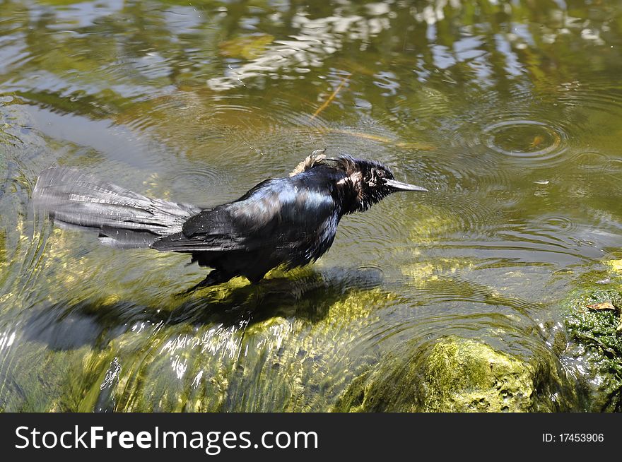 Black bird taking a bath in a river