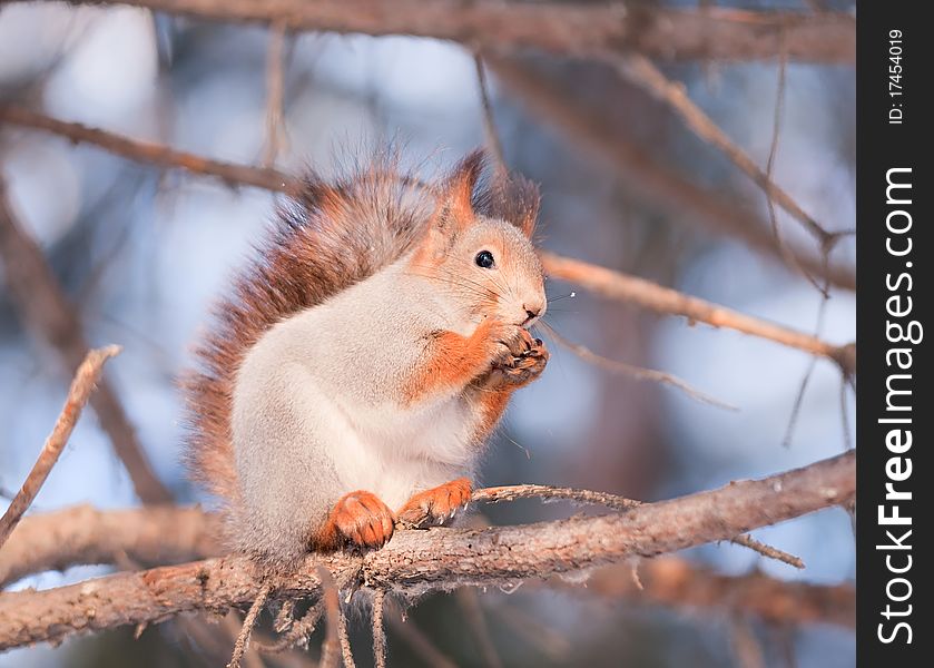 Squirrel On A Tree