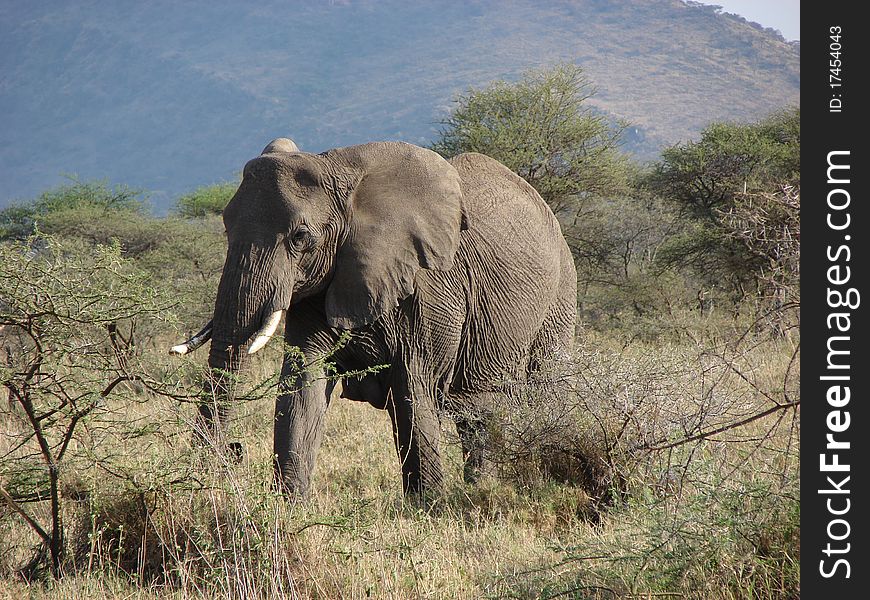 Female elephant walking in the National Park, Serengeti. Female elephant walking in the National Park, Serengeti